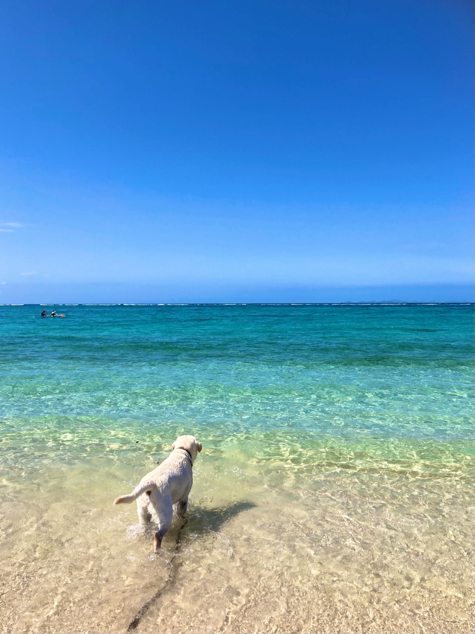 ベニー 沖縄の海